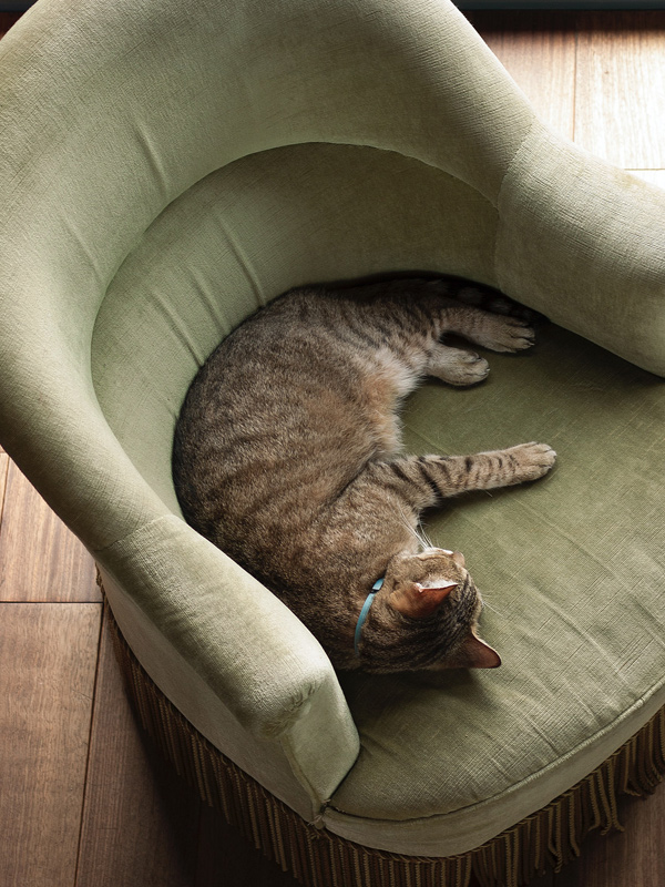 Cat resting on fire damaged chair that has undergone smoke damage restoration
