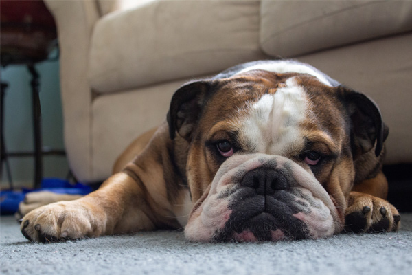 Photo of dog lying on a carpet with jowels spread out